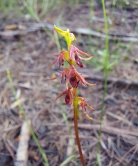 Genoplesium filiforme