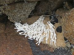 Amphiroa