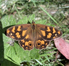Heteronympha solandri