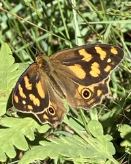 Heteronympha solandri