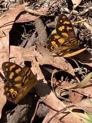 Heteronympha solandri