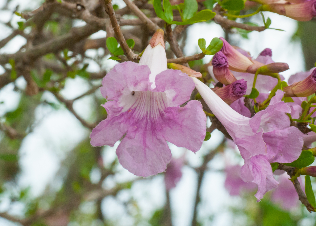 Tabebuia myrtifolia