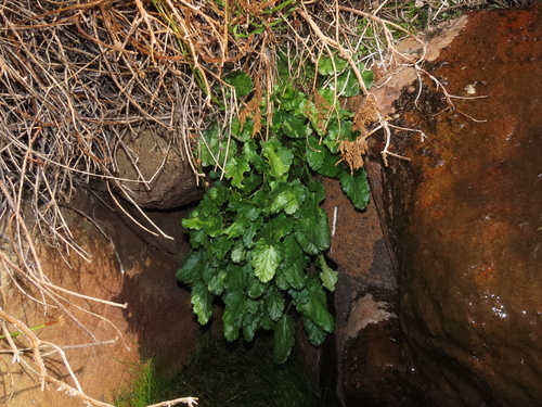 Image of Ourisia coccinea by (c) Nicolás Lavandero, some rights reserved (CC BY)