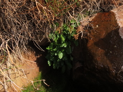 Ourisia coccinea elegans