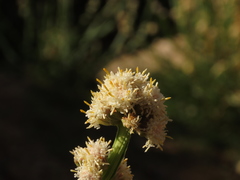 Baccharis sagittalis