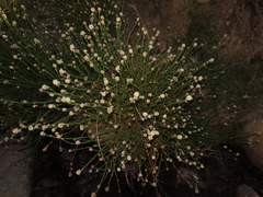 Baccharis sagittalis