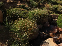 Baccharis sagittalis