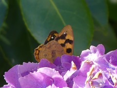 Heteronympha solandri