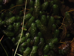 Myriophyllum quitense