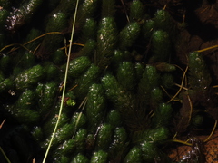 Myriophyllum quitense