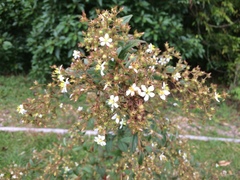 Magnoliopsida