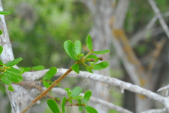 Tabebuia myrtifolia