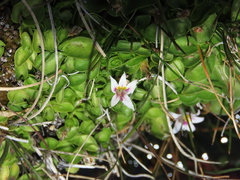 Lobelia oligophylla