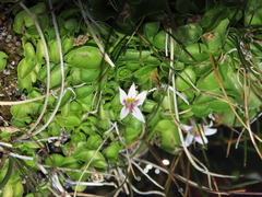 Lobelia oligophylla