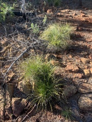 Xerophyllum tenax