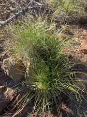 Xerophyllum tenax