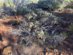 Arctostaphylos canescens sonomensis