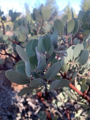 Arctostaphylos canescens sonomensis