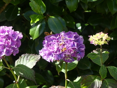 Heteronympha solandri