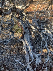 Arctostaphylos canescens sonomensis