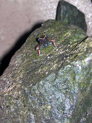 Phyllobates lugubris