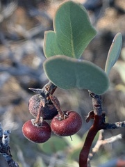 Arctostaphylos canescens sonomensis