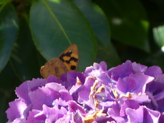 Heteronympha solandri