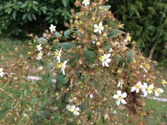 Magnoliopsida