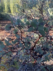 Arctostaphylos canescens sonomensis