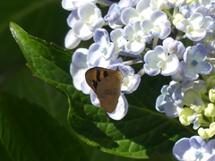 Heteronympha solandri