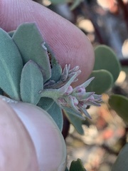 Arctostaphylos canescens sonomensis