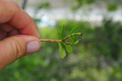 Tabebuia myrtifolia