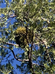 Phoradendron libocedri