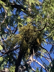 Phoradendron libocedri