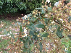 Magnoliopsida