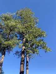 Phoradendron libocedri