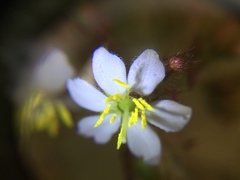 Magnoliopsida