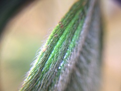 Magnoliopsida