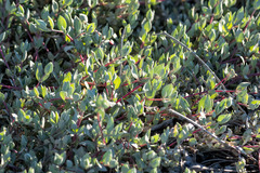 Atriplex watsonii