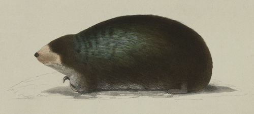Congo Golden Mole