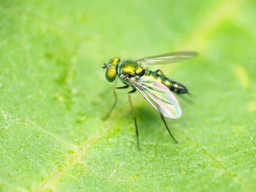 Long-legged fly