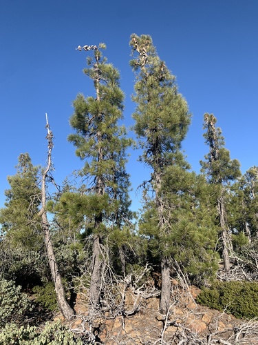 knobcone pine