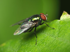Lucilia illustris