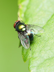 Lucilia illustris