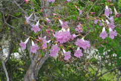 Tabebuia myrtifolia