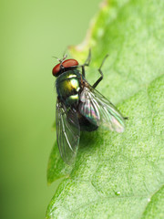 Lucilia illustris