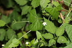 Zehneria cunninghamii