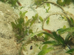 Halophila