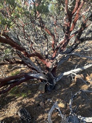 Arctostaphylos canescens sonomensis