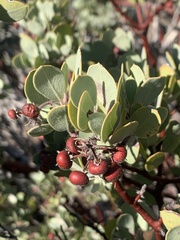 Arctostaphylos canescens sonomensis